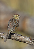 Image. Bachman's Sparrow
