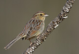 Image. Bachman's Sparrow