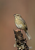 Image. Bachman's Sparrow