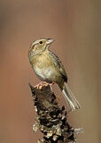Image. Bachman's Sparrow