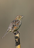Image. Bachman's Sparrow