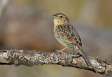 Image. Bachman's Sparrow