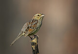 Image. Bachman's Sparrow