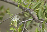 Image. Baerkolibri