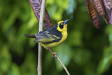 Image. Baglafecht Weaver