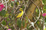 Image. Baglafecht Weaver