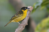 Image. Baglafecht Weaver
