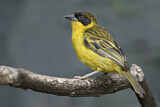 Image. Baglafecht Weaver