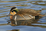 Image. Baikal Teal