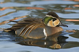 Image. Baikal Teal