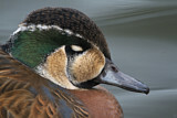 Image. Baikal Teal