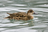 Image. Baikal Teal