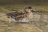 Image. Baikal Teal