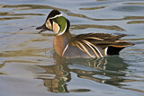 Image. Baikal Teal