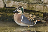 Image. Baikal Teal