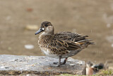 Image. Baikal Teal