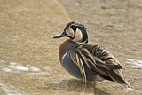 Image. Baikal Teal