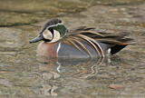 Image. Baikal Teal