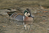 Image. Baikal Teal