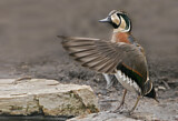Image. Baikal Teal
