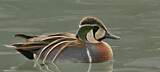 Image. Baikal Teal