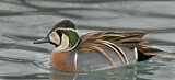 Image. Baikal Teal
