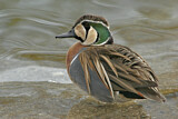 Image. Baikal Teal