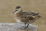 Image. Baikal Teal