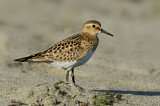 Image. Baird's Sandpiper