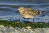 Image. Baird's Sandpiper