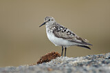 Image. Baird's Sandpiper