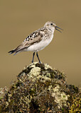 Image. Baird's Sandpiper