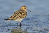 Image. Baird's Sandpiper