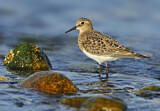 Image. Baird's Sandpiper
