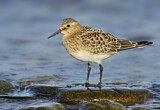 Image. Baird's Sandpiper