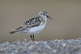 Image. Baird's Sandpiper