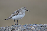 Image. Baird's Sandpiper