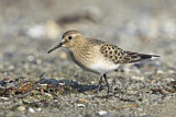 Image. Baird's Sandpiper