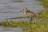 Image. Baird's Sandpiper