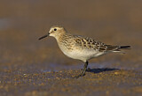 Image. Baird's Sandpiper