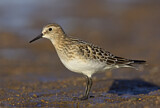 Image. Baird's Sandpiper