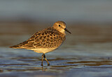 Image. Baird's Sandpiper