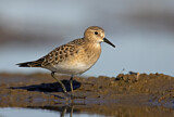 Image. Baird's Sandpiper