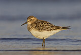 Image. Baird's Sandpiper