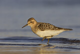 Image. Baird's Sandpiper