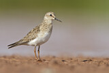 Image. Baird's Sandpiper