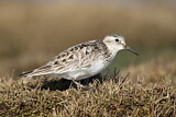 Image. Baird's Sandpiper