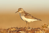 Image. Baird's Sandpiper