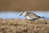 Image. Baird's Sandpiper