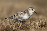 Image. Baird's Sandpiper